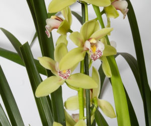 Cymbidium