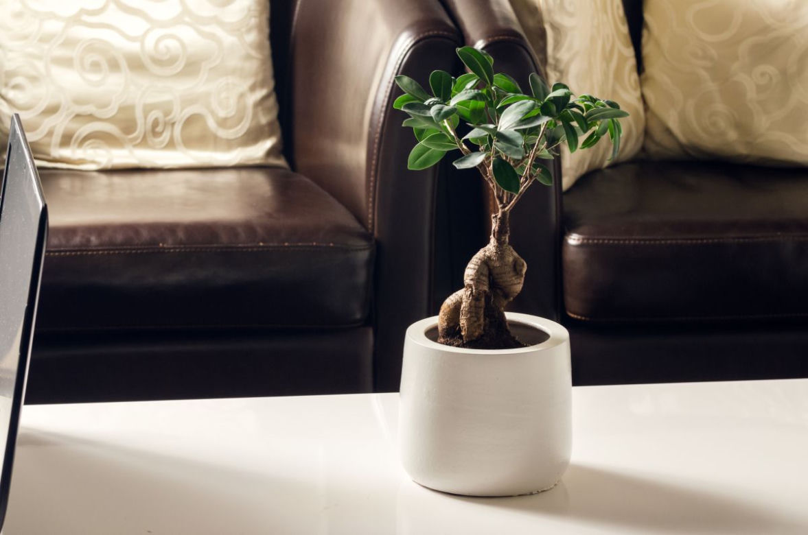 Bonsai Ficus Ginseng
