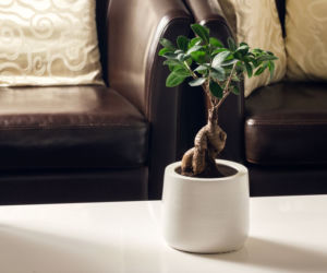 Bonsai Ficus Ginseng