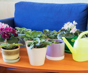 Co zrobić z przelanym fiołkiem afrykańskim?