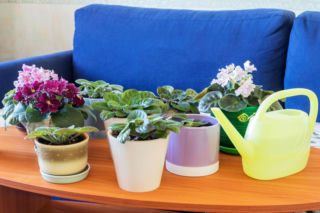 Co zrobić z przelanym fiołkiem afrykańskim? Radzi ekspert