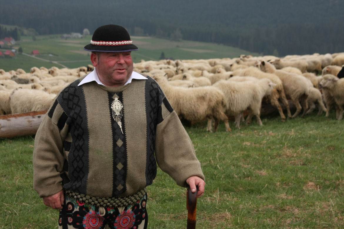 Niezwykłe widowisko! Tak wygląda redyk owiec