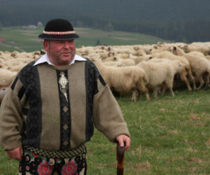 Niezwykłe widowisko! Tak wygląda redyk owiec