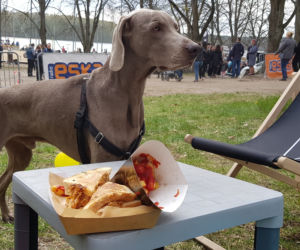 Festiwal Smaków Food Trucków w Olsztynie. Tłumy mieszkańców nad Ukielem [ZDJĘCIA]