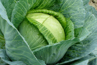 Kapusta głowiasta biała - Brassica oleracea var. capitata f. alba