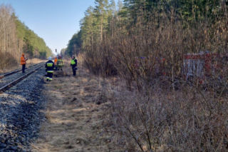 Tragedia na torach. Pociąg Intercity zderzył się z żubrami. Co z pasażerami?