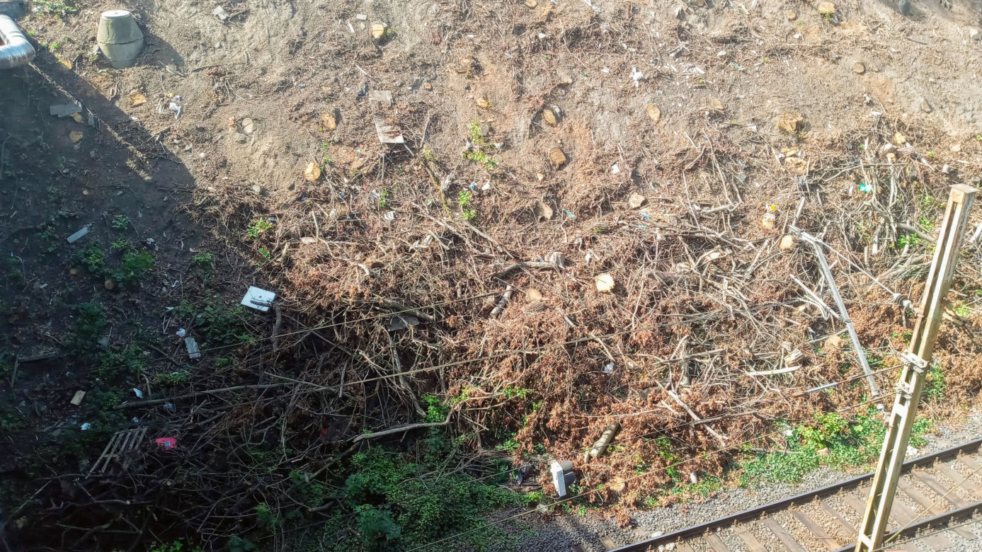 Wycinka drzew na stacji Szczecin Pomorzany
