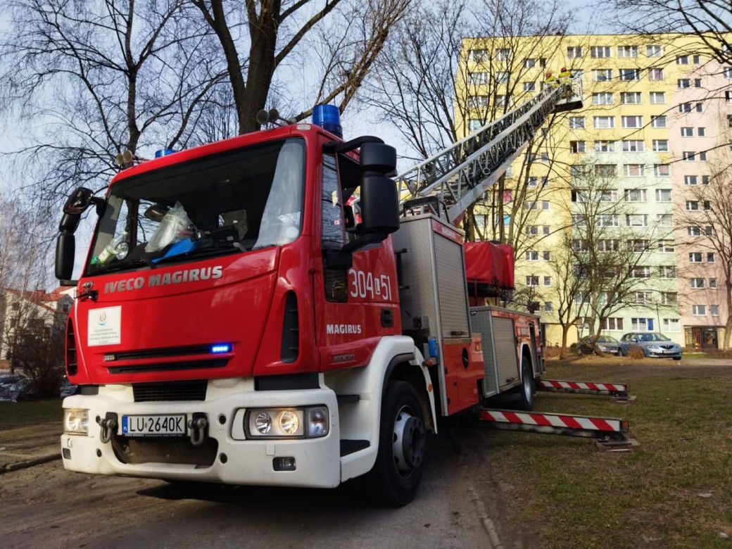 Gołąb został uwieziony na czubku drzewa. Strażacy z Lublina ruszyli mu na ratunek