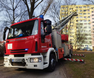 Gołąb został uwieziony na czubku drzewa. Strażacy z Lublina ruszyli mu na ratunek