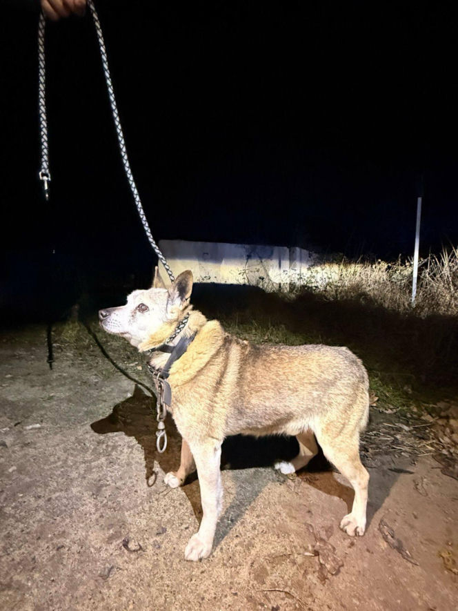 Skazał psa na powolną śmierć w zaroślach. Zwierzę pod Oławą było uwiązane na stalowej lince