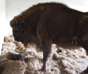 Żubr urodził się w poznańskim ZOO! 