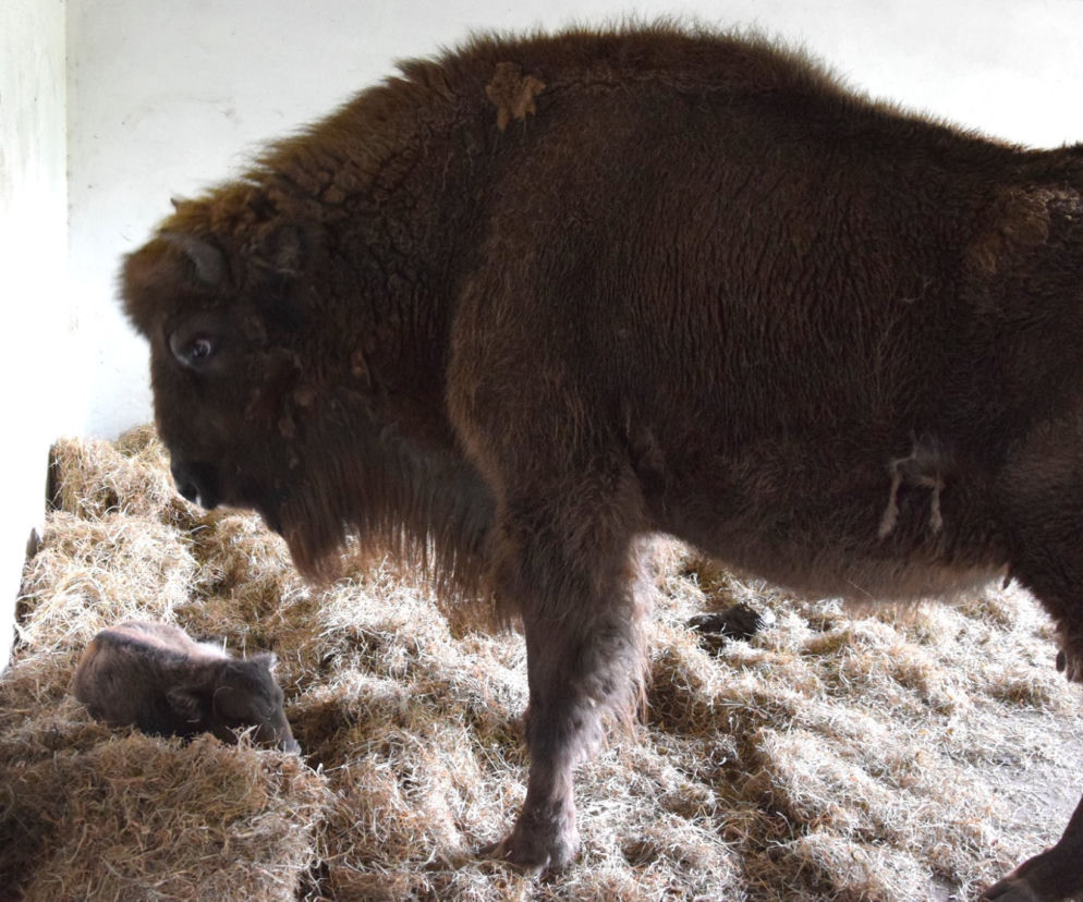 Żubr urodził się w poznańskim ZOO! 