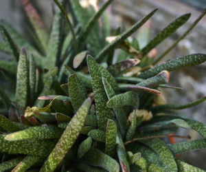 Gasteria