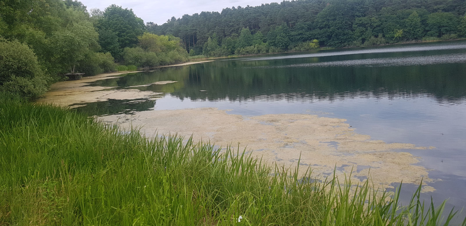 Jezioro Długie w Olsztynie zostanie oczyszczone z nadmiaru moczarki