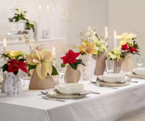 Urocze dekoracje stołu na święta z gwiazdami betlejemskimi!