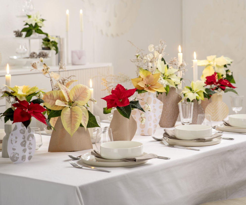 Urocze dekoracje stołu na święta z gwiazdami betlejemskimi!