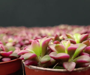 Festiwal Roślin w Enea Arenie