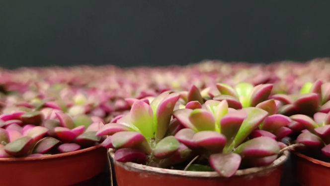 Festiwal Roślin w Enea Arenie