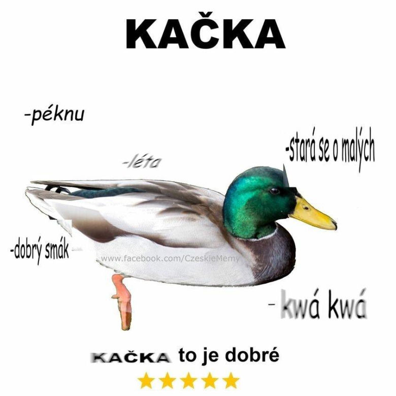 Czeskie memy są najlepsze! Będziecie płakać ze śmiechu