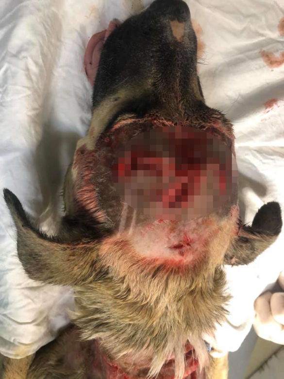 Kłusownik próbował bestialsko zabić psa, który wpadł we wnyki
