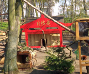 Pandy w Ogrodzie Zoobotanicznym w Toruniu