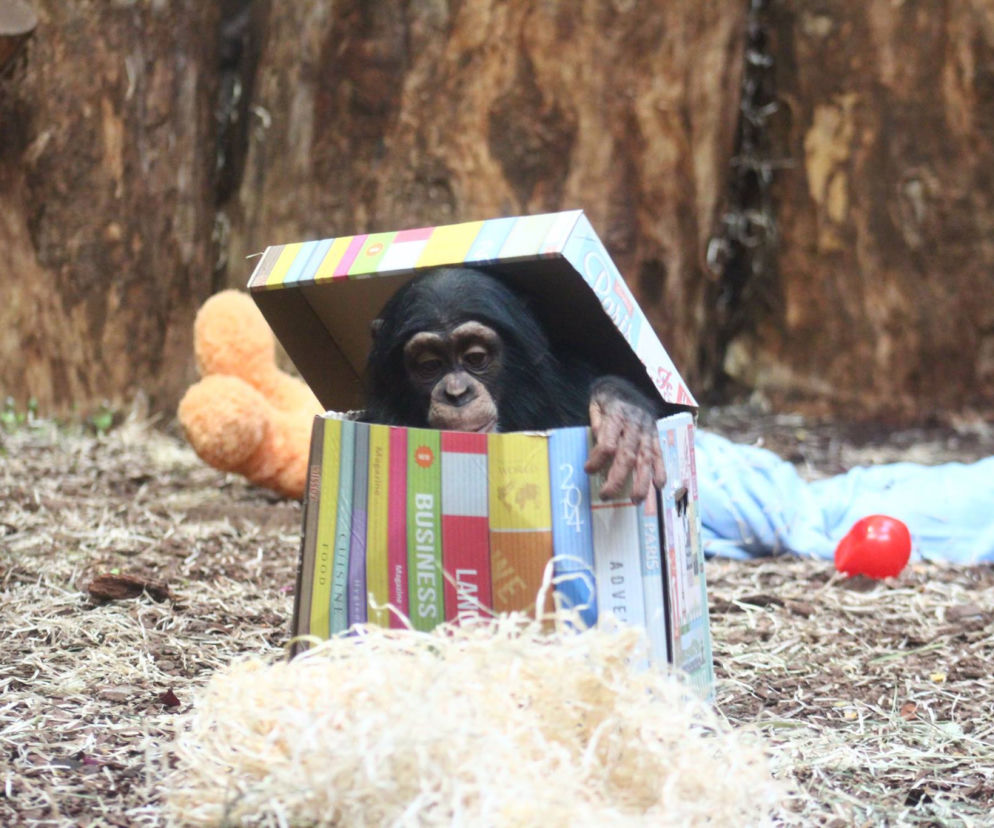 Małpa z warszawskiego zoo