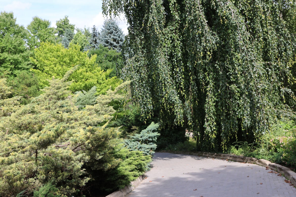 Kwitnący Ogród Botaniczny UMCS w Lublinie