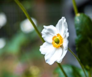 Murator Ogroduje, realizacje