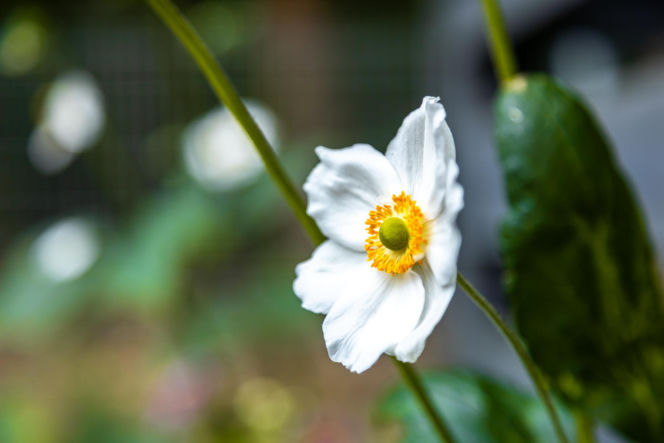 Murator Ogroduje, realizacje