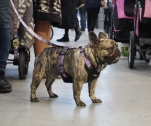 Międzynarodowa Wystawa Psów Rasowych Duo Cacib Kielce 2025