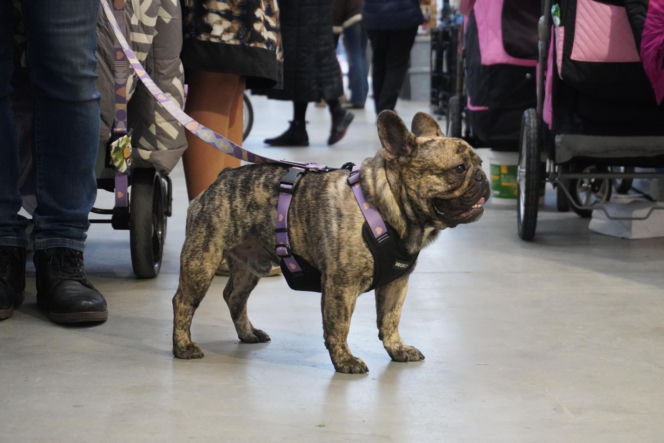 Międzynarodowa Wystawa Psów Rasowych Duo Cacib Kielce 2025