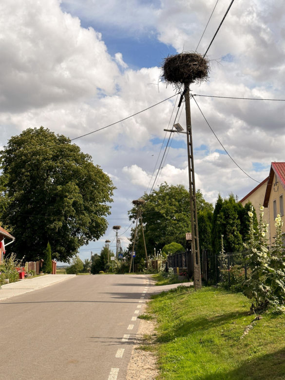 Orły plądrują wieś z jej skarbów. Żarłoczne ptaki nie mają litośc