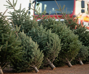 Tanie choinki na Boże Narodzenie. Na Podkarpaciu ruszyła sprzedaż! 