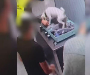 Zatrzymano 40-latka, który przemycał kokainę w swoim organizmie. Mężczyzna wpadł na lotnisku w Gdańsku