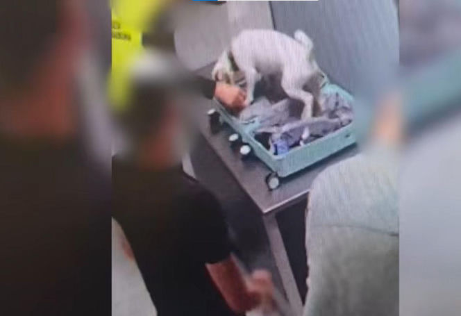 Zatrzymano 40-latka, który przemycał kokainę w swoim organizmie. Mężczyzna wpadł na lotnisku w Gdańsku