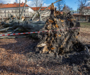 Niż Eunice sieje spustoszenie. Dramatyczne skutki wichury w Polsce
