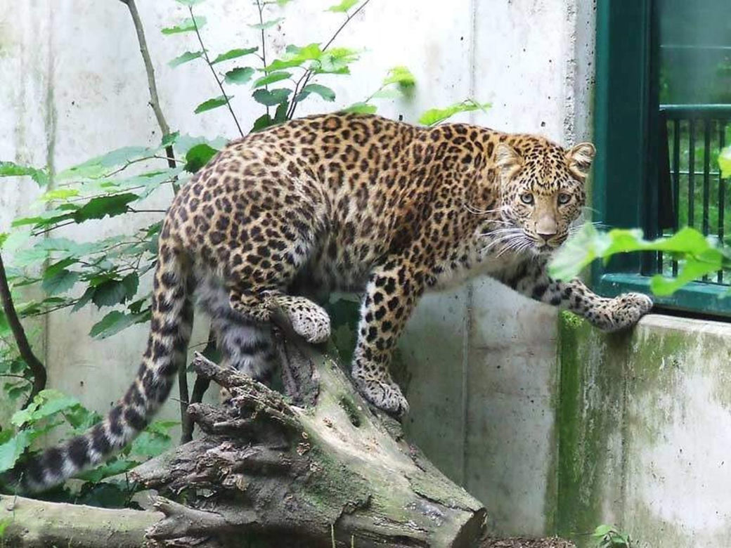 Tierpark Cottbus