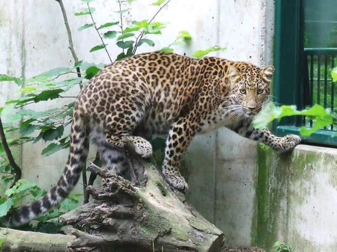 Tierpark Cottbus