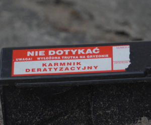 „Cały Grochów w szczurach!”. Mieszkańcy prawobrzeżnej Warszawy ponownie toną we własnych śmieciach