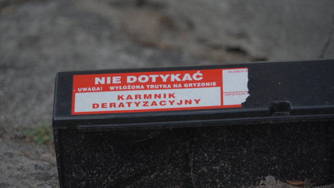 „Cały Grochów w szczurach!”. Mieszkańcy prawobrzeżnej Warszawy ponownie toną we własnych śmieciach