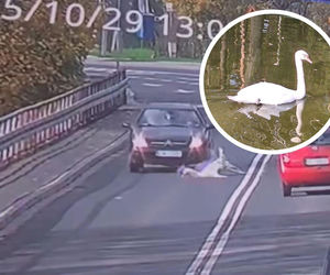 Ten łabędź mógłby grać w totka. Cudem przeżył dramatyczny wypadek, ale czy wróci do partnera? Zobacz wideo