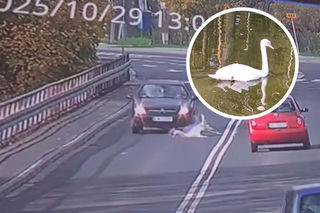 Ten łabędź mógłby grać w totka. Cudem przeżył dramatyczny wypadek, ale czy wróci do partnera? Zobacz wideo