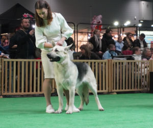 Międzynarodowa Wystawa Psów Rasowych Duo Cacib Kielce 2025