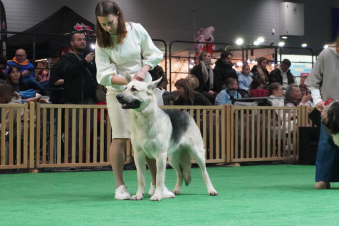 Międzynarodowa Wystawa Psów Rasowych Duo Cacib Kielce 2025