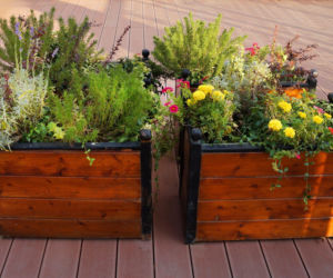 Rośliny w drewnianych skrzyniach