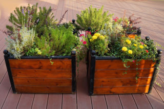 Rośliny w drewnianych skrzyniach