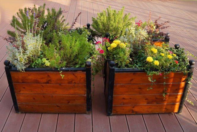 Rośliny w drewnianych skrzyniach