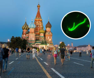 Śmiertelna choroba powróciła w Rosji. Departament Stanu USA apeluje do Moskwy