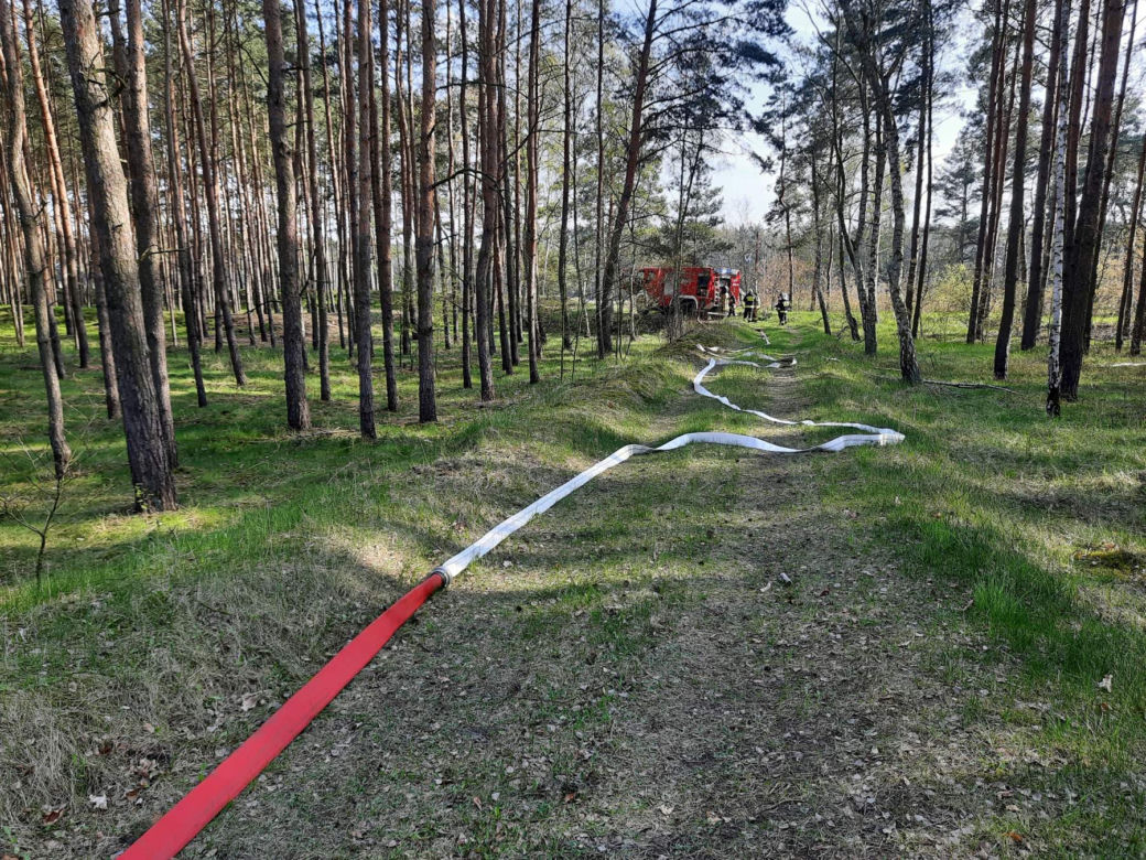 W Dąbiu ktoś celowo podpala lasy