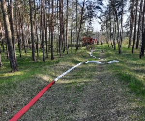 W Dąbiu ktoś celowo podpala lasy